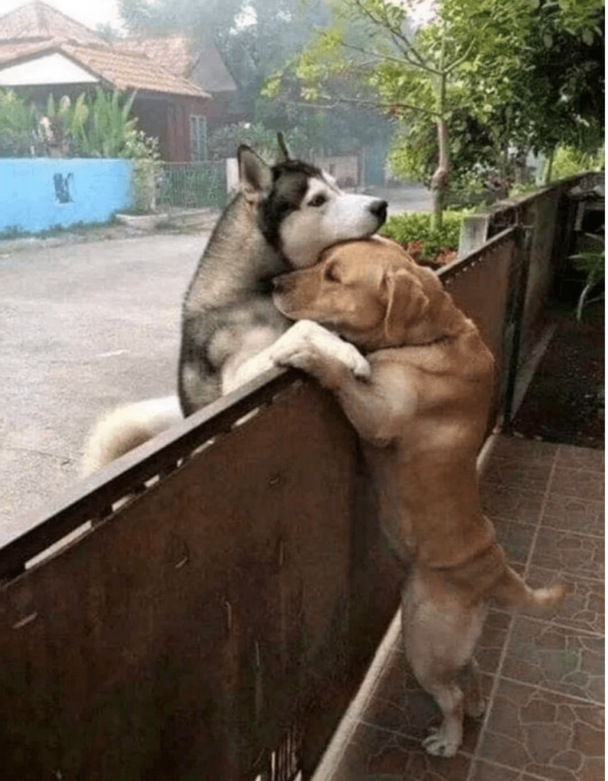Work Week Animals 50 Wholesome Animal Pictures And Memes To Start Your Post-Thanksgiving ...