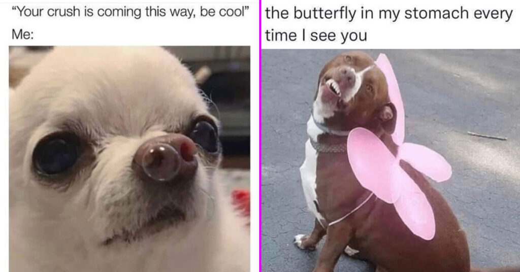 40 Funny Animal Memes To Add Laughter To Your Workweek (December 11, 2023)