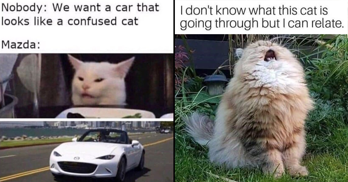 Confused Cat Meme