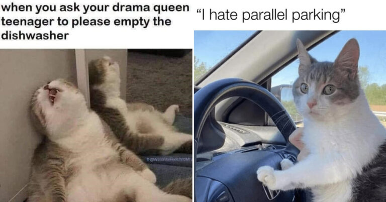 40 Wholesome And/Or Funny Cat Memes To Kickstart Your Week With ...