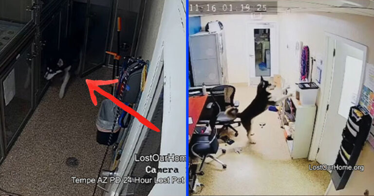 Rascal Dog Escapes Shelter Kennel In Attempt To Free His Friends