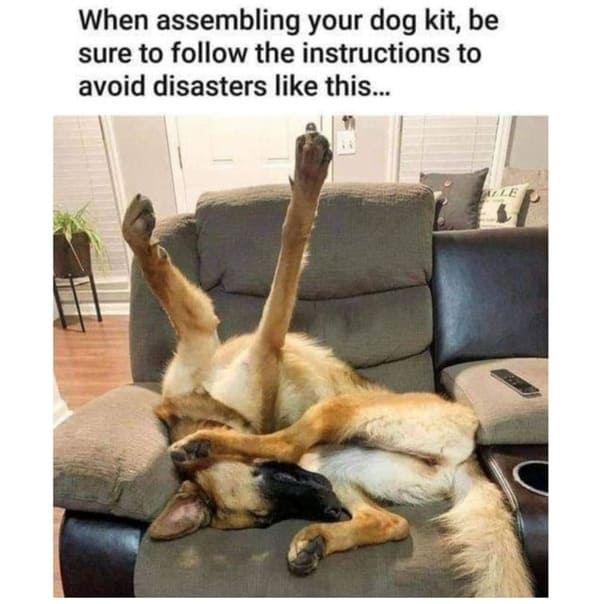 50 Best Dog Memes To Set The Tone For A Happy Week (January 22, 2024) - Jarastyle