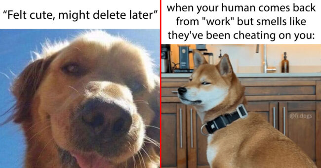 50 Best Dog Memes To Set The Tone For A Happy Week (January 22, 2024)