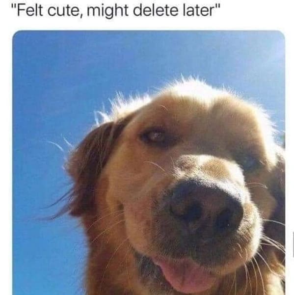 50 Best Dog Memes To Set The Tone For A Happy Week (January 22, 2024) - Jarastyle