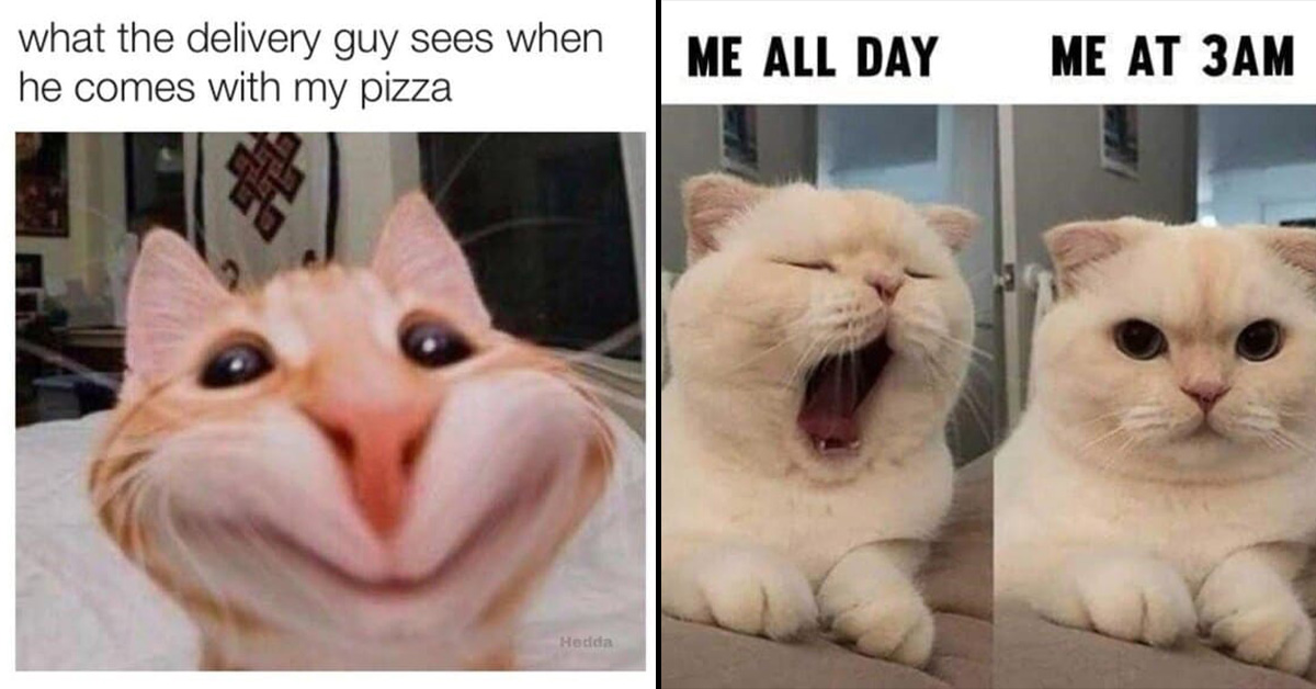 40 Hilarious Cat Memes That Will Have You Purring With Laughter (January  16, 2024)