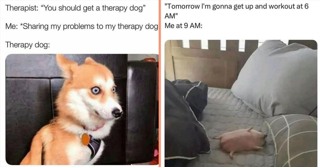 40 Hilariously Relatable Animal Memes To Get You Over The Midweek Hump ...