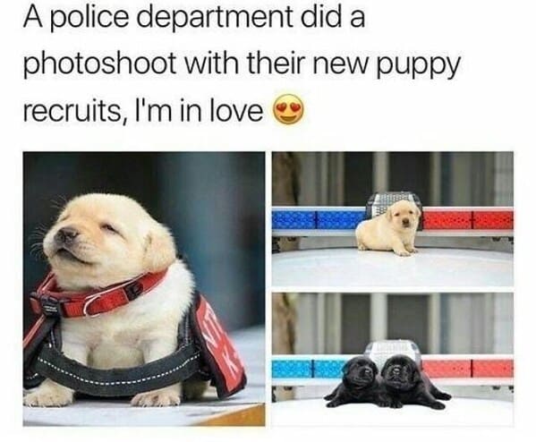 50 Best Dog Memes To Set The Tone For A Happy Week (January 22, 2024) - Jarastyle