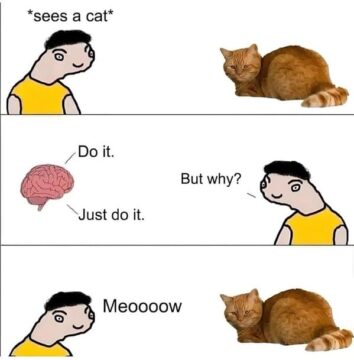 50 Cat Memes To Make Your Caturday Pawsitively Purrfect (January 27, 2024)