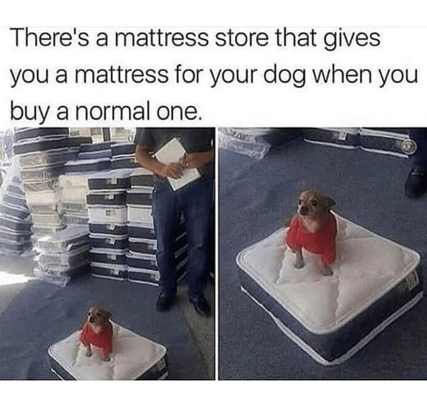 50 Best Dog Memes To Set The Tone For A Happy Week (January 22, 2024) - Jarastyle