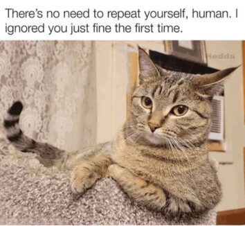 50 Cat Memes To Make Your Caturday Pawsitively Purrfect (January 27, 2024)