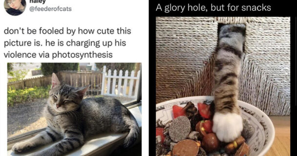40 Hilarious Cat Memes That Will Have You Purring With Laughter (January  16, 2024)