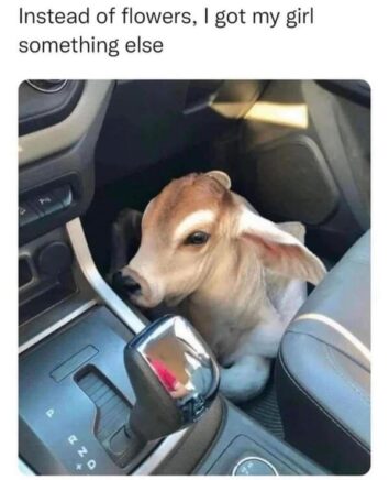 45 Of The Funniest Animal Memes That Made Us Smile This Week (February