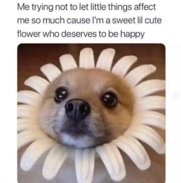 45 Best Dog Memes To Instantly Brighten Your Day And Set A Pawsome Tone