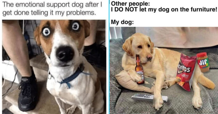 45 Best Dog Memes To Instantly Brighten Your Day And Set A Pawsome Tone ...