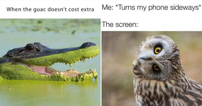 40 Of The Funniest Animal Memes That Made Us Smile This Week February 40 Of The Funniest Animal Memes That Made Us Smile This Week February