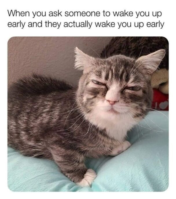 40 Funny Cat Memes That'll Have You Psst Psst Pssting On The Couch ...