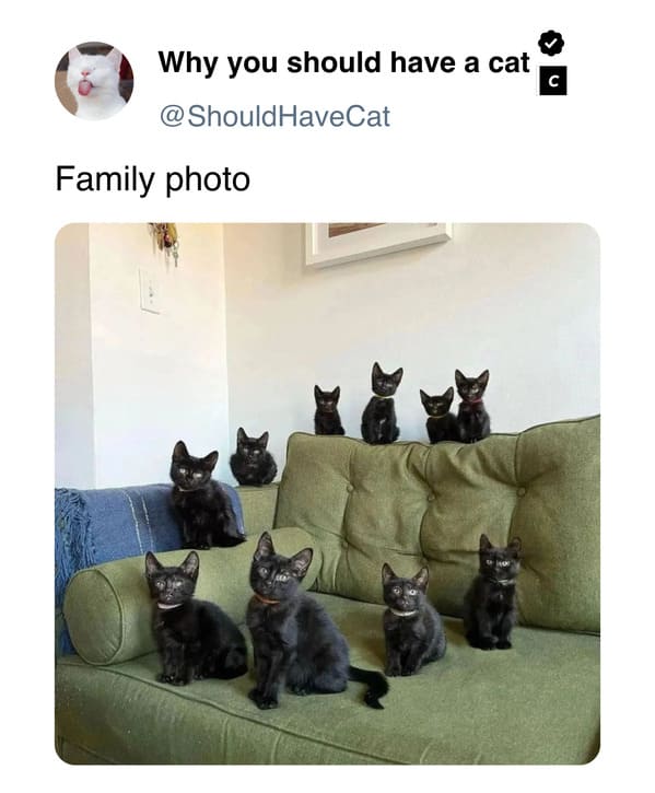 45 Purr-fect Reasons To Own A Cat, Straight From The 'Why You Should Have A Cat' Twitter - Jarastyle