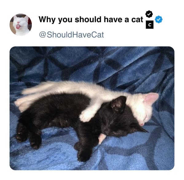 45 Purr-fect Reasons To Own A Cat, Straight From The 'Why You Should Have A Cat' Twitter - Jarastyle