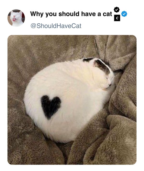 45 Purr-fect Reasons To Own A Cat, Straight From The 'Why You Should Have A Cat' Twitter - Jarastyle