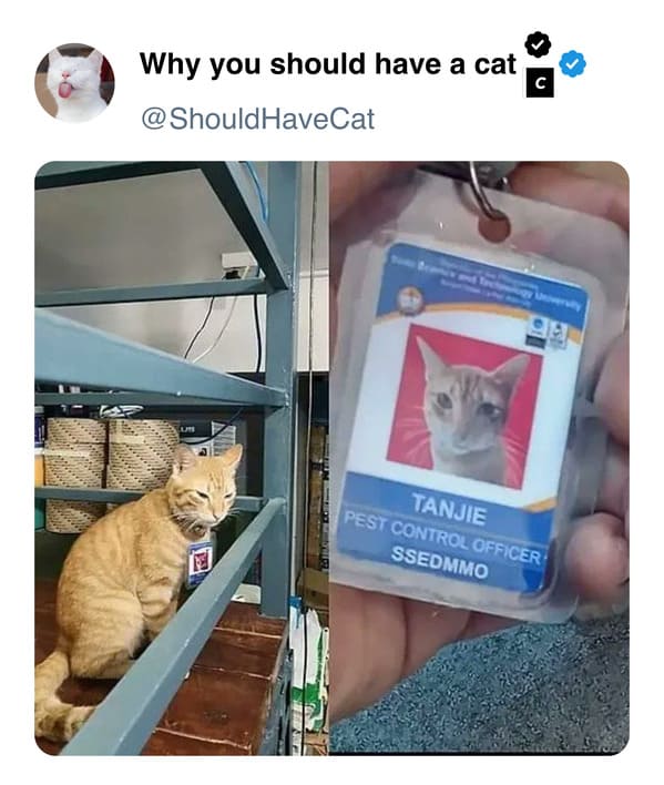 45 Purr-fect Reasons To Own A Cat, Straight From The 'Why You Should Have A Cat' Twitter - Jarastyle