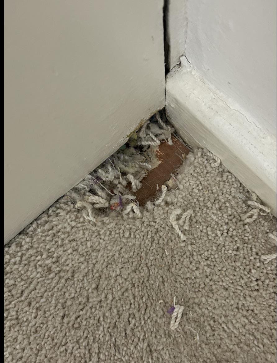 Corner of a white wall and beige carpet where the baseboard has been pulled away and carpet chewed down to the underlayment—appears to be damage caused by a small pet like a hamster or rodent.