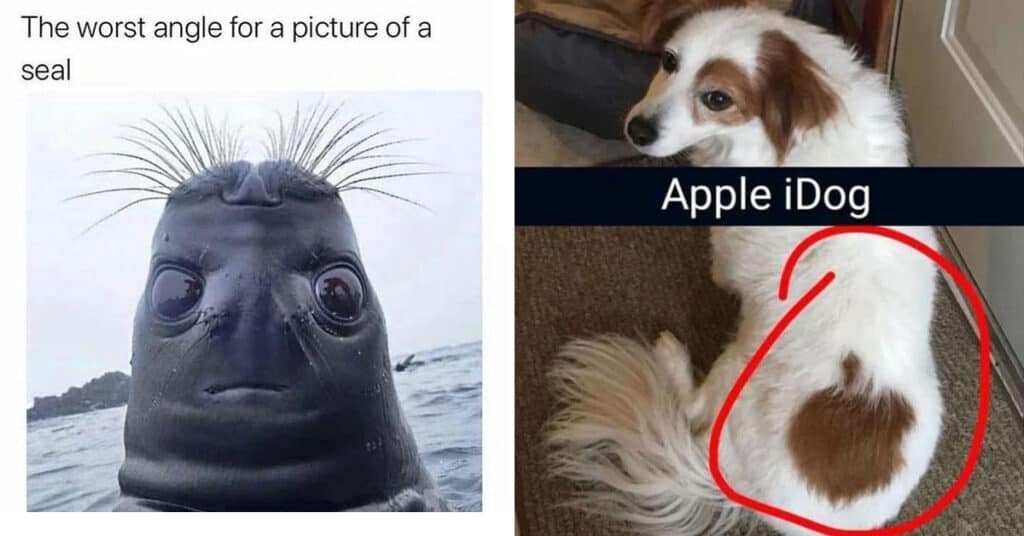 45 Funny Animal Memes From This Week To Keep You Laughing March 29 2024 45 Funny Animal Memes From This Week To Keep You Laughing March 29 2024