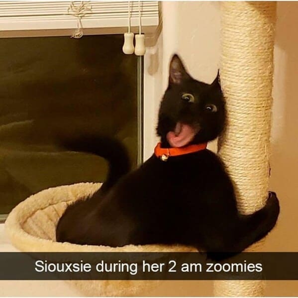 bowtie-siouxsie-during-her-2-am-zoomies-wholesome-heartwarming-cat-snapchats.jpg