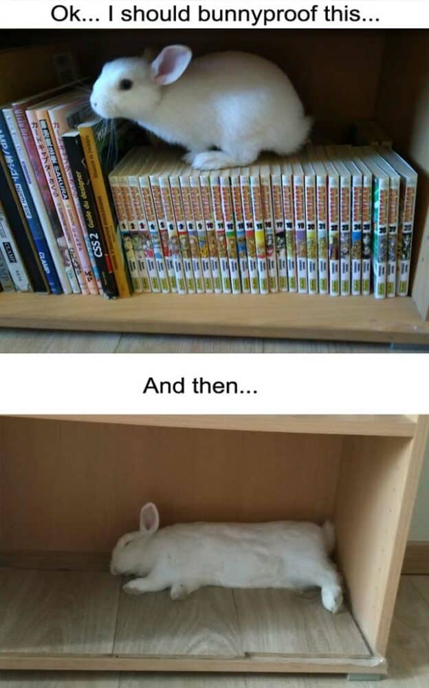 34 Funny Bunny Memes For Folks Excited To Celebrate A Hoppy Easter