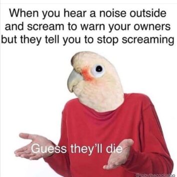 40 Hilarious Bird Memes That Will Have You Squawking With Laughter ...