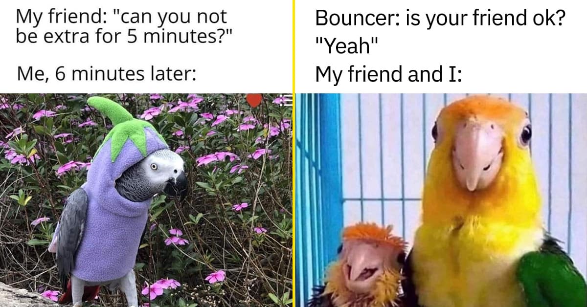 40 Hilarious Bird Memes That Will Have You Squawking With Laughter ...