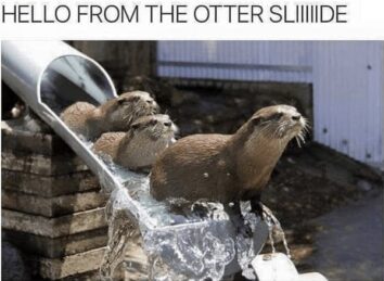 35 Hilariously Adorable Otter Memes To Brighten Your Day (March 14, 2024)