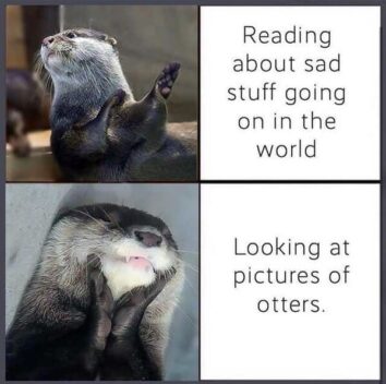 35 Hilariously Adorable Otter Memes To Brighten Your Day (March 14, 2024)
