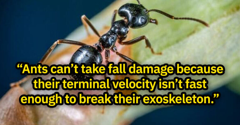 35 Useless Facts That’ll Make You The MVP Of Any Conversation