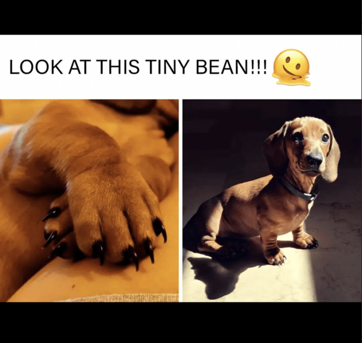 55 Wholesome Wiener Dog Pictures And Memes To Get You Through This ...