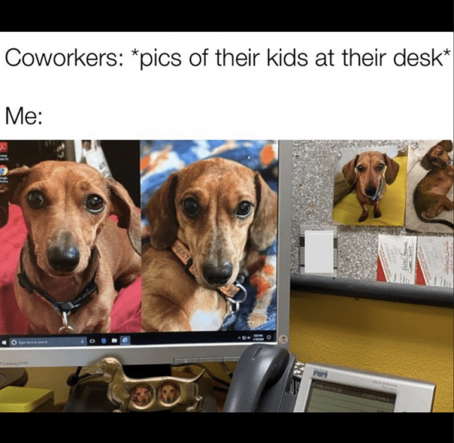 55 Wholesome Wiener Dog Pictures And Memes To Get You Through This ...