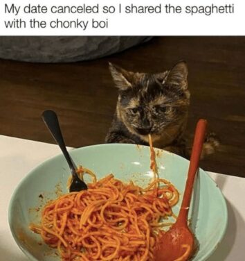 45 Funniest Cat Memes Of The Week Guaranteed To Make You Purr With 