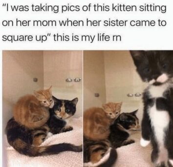 45 Funniest Cat Memes Of The Week Guaranteed To Make You Purr With ...