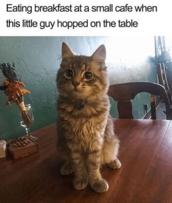 45 Funniest Cat Memes Of The Week Guaranteed To Make You Purr With ...