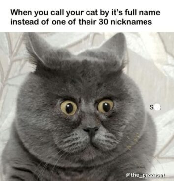 45 Funniest Cat Memes Of The Week Guaranteed To Make You Purr With ...