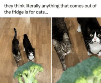 45 Funniest Cat Memes Of The Week Guaranteed To Make You Purr With ...