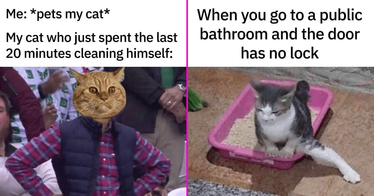 45 Funniest Cat Memes Of The Week Guaranteed To Make You Purr With ...