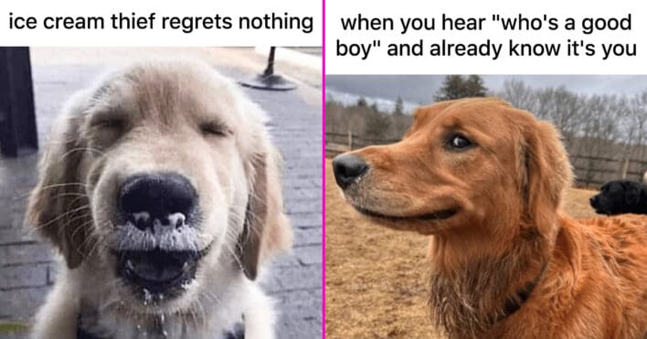 45 Hilarious Dog Memes To Kick Off Your Week With A Smile (April 22, 2024)