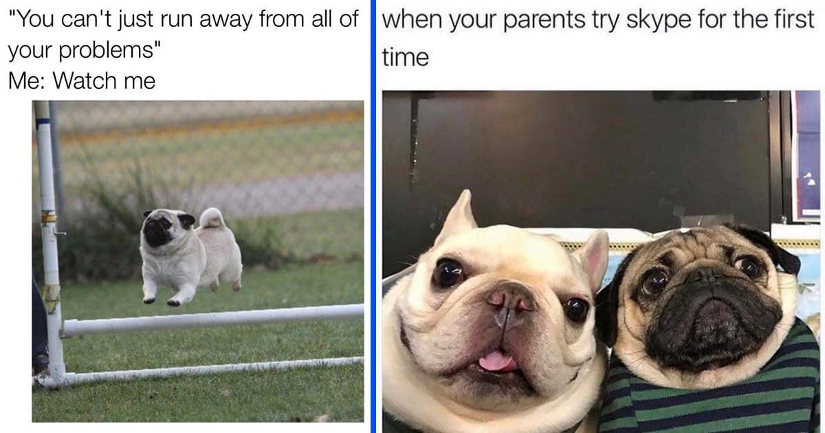 50 Pug Life Memes And Pictures Celebrating The Smush-Faced Babies