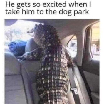 40 Paw-Sitively Funny Animal Memes To Kick Off Your Weekend Right (May