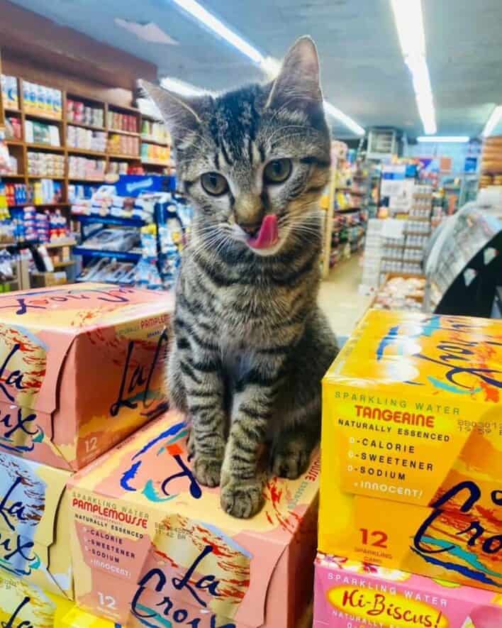 45 Funny Bodega Cats Confidently Stocking The Shelves With Themselves