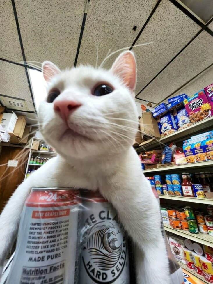 45 Funny Bodega Cats Confidently Stocking The Shelves With Themselves