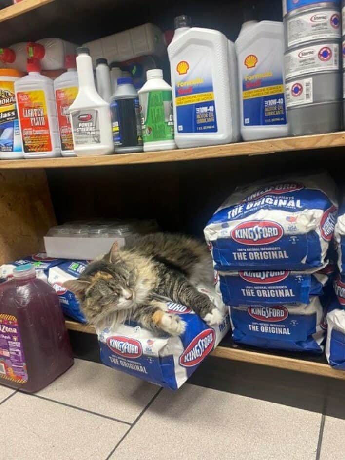 45 Funny Bodega Cats Confidently Stocking The Shelves With Themselves