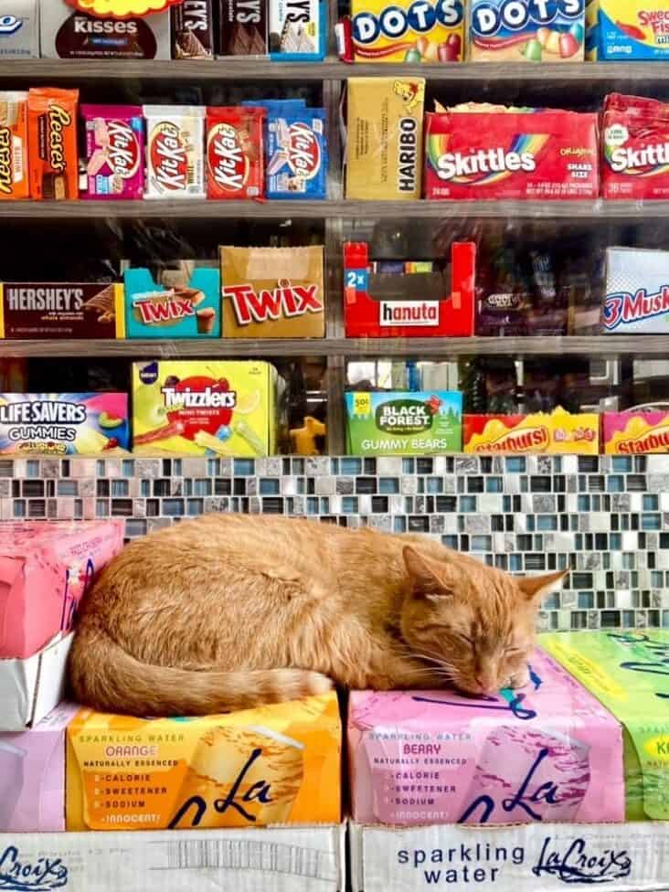 45 Funny Bodega Cats Confidently Stocking The Shelves With Themselves