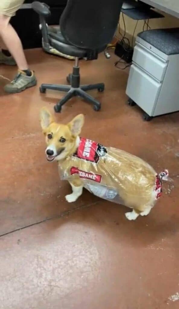 45 Funny And/Or Random Pictures To Spice Up Your Afternoon Scroll (May ...