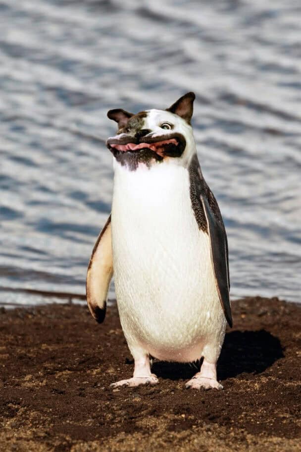 37 Funny Animal Hybrids Created By Mad Photoshop Geniuses 37 Funny Animal Hybrids Created By Mad Photoshop Geniuses